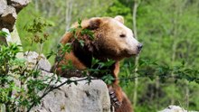 Brown bear