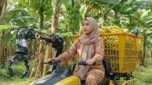 une femme récolte de la banane dans un champ