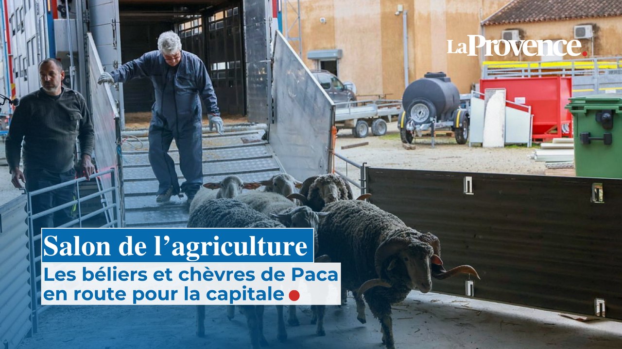 Les béliers et chèvres de Paca à l'assaut du Salon de l'agriculture 2026