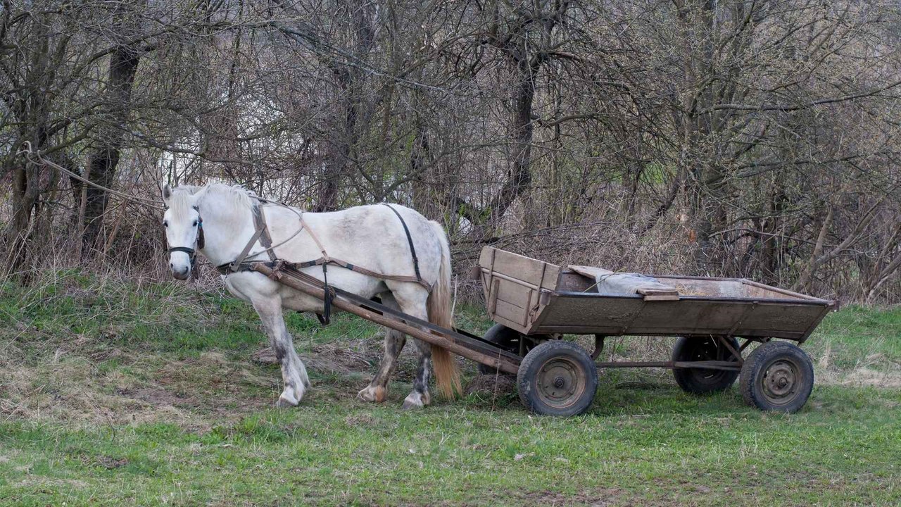 "A los alcaldes les falta voluntad política para acabar con el sufrimiento animal": Senadora Andrea Padilla