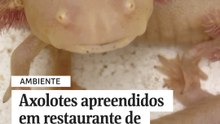Axolotes apreendidos em restaurante de Porto Alegre ganham novo lar no RS