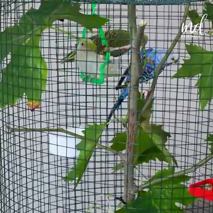 Look at this amazing bird craft haven!