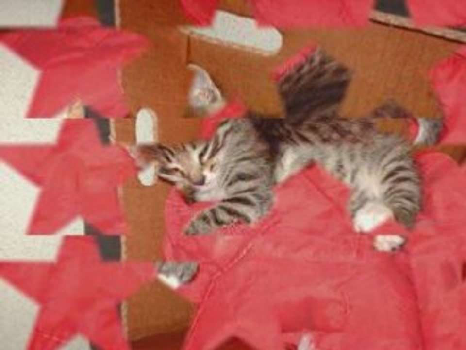 Chaton