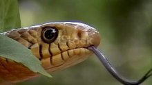 Snake 🐍 is looking  decent