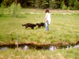 So ist das Gassi gehen ein Vergnügen