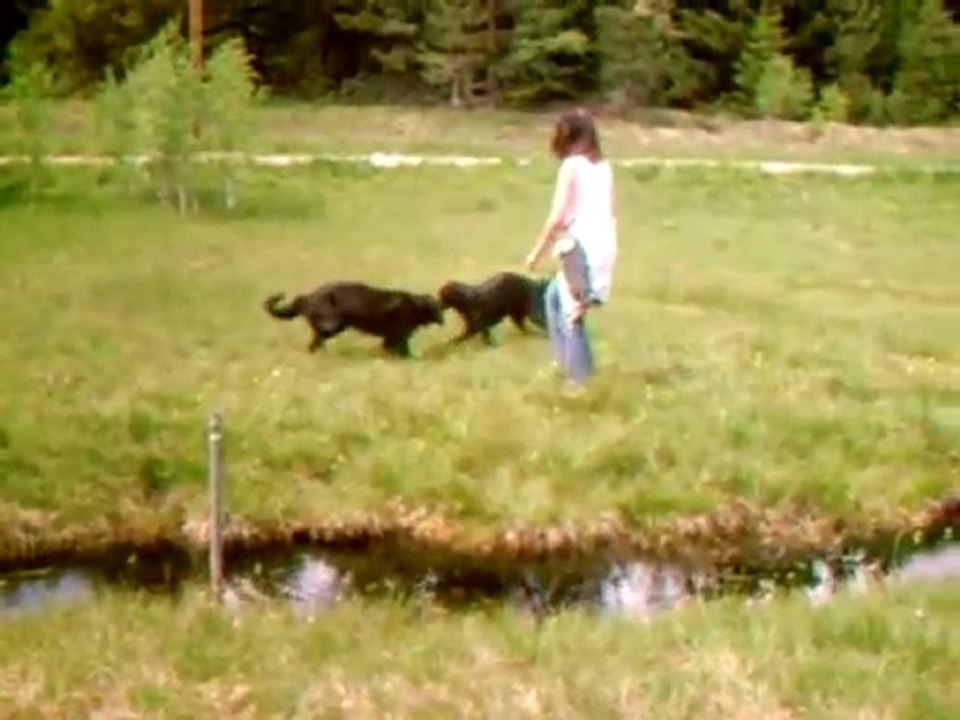 So ist das Gassi gehen ein Vergnügen