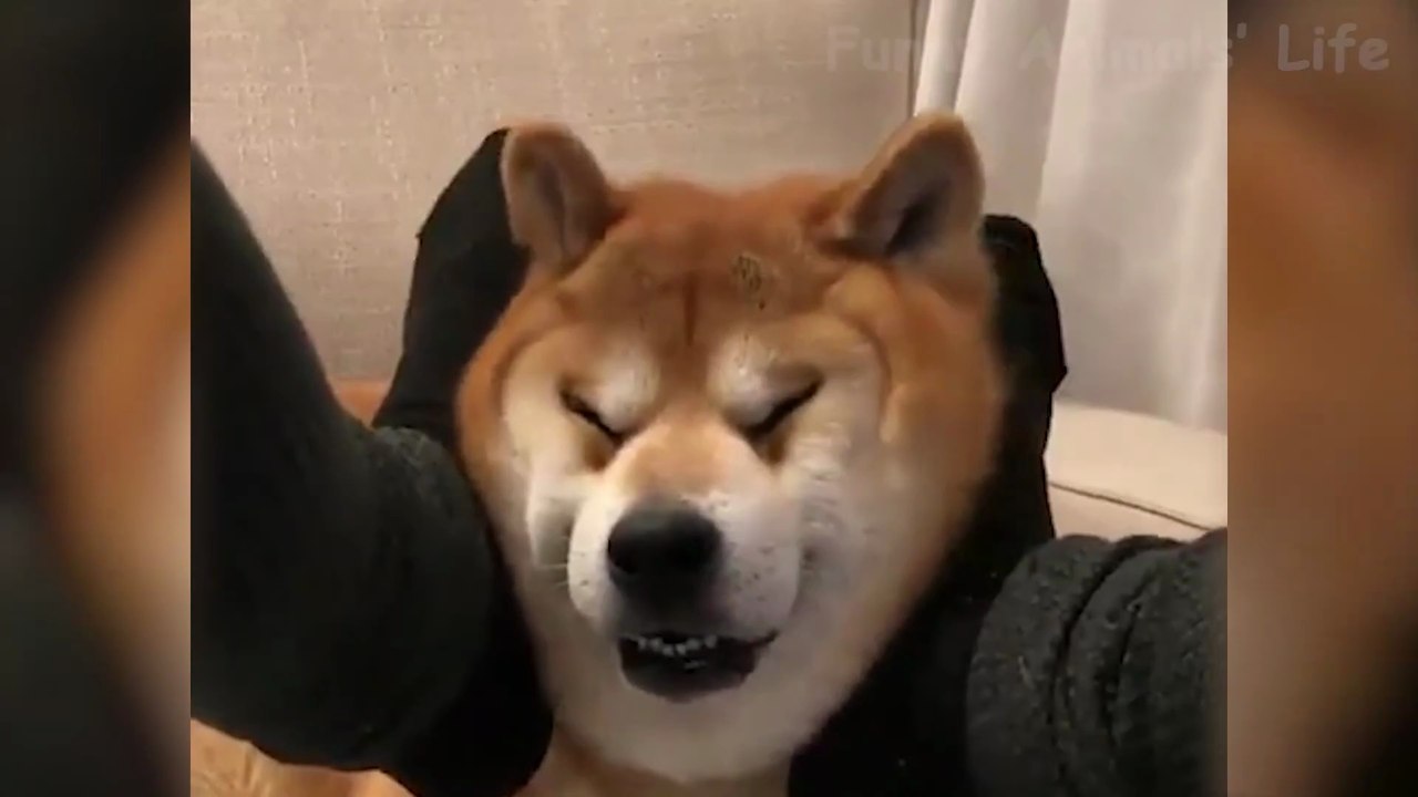 Best Animal Videos 2026 😂 - Funniest Dogs 🐶 And Cats 😺 Moments