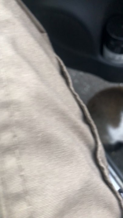 cat punch