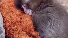 ‘Punch’ and his plushie: baby monkey becomes internet celebrity