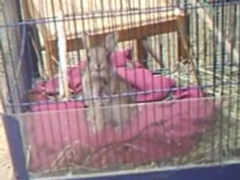 PICT004lapin 1