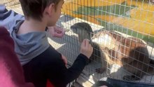 Otter Feeding 2023 12 27 11 13 13
