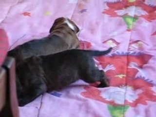 Anais et les bébés 035