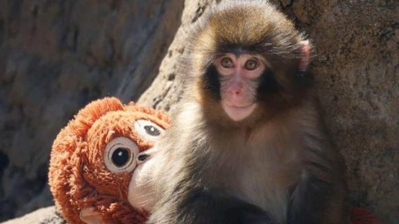 La storia di Punch, il macaco cresciuto con una «mamma» peluche