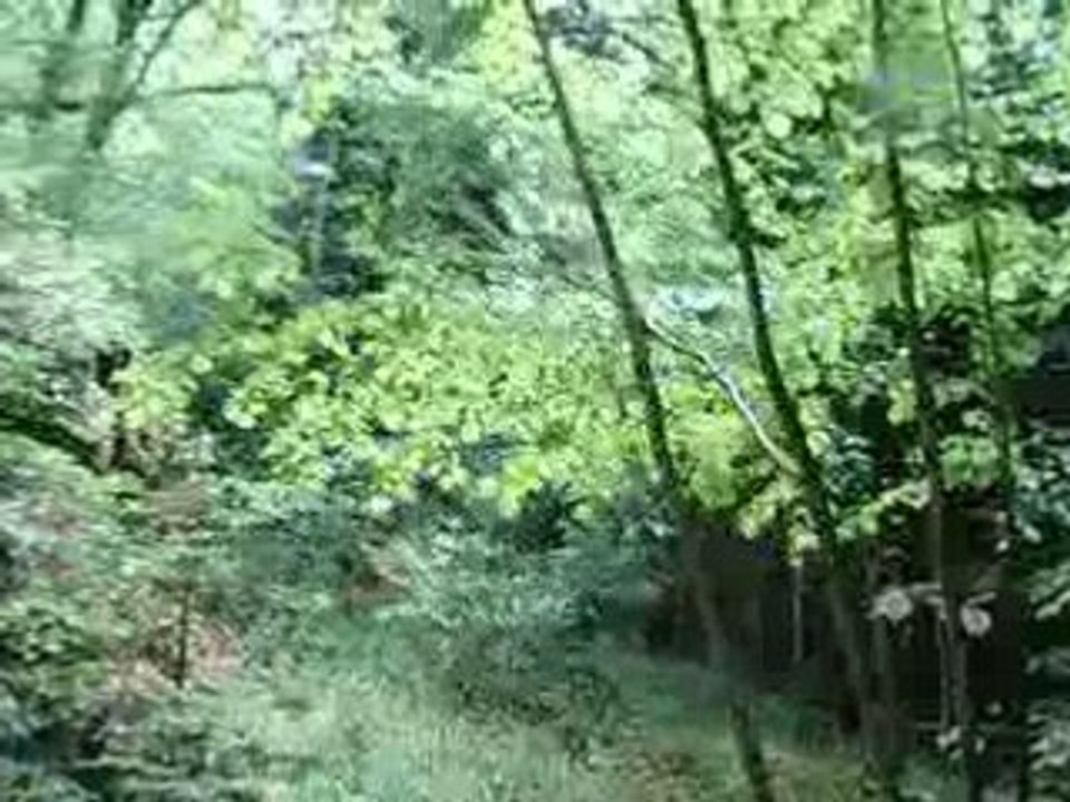 Walking