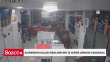 Batman'da sahibinden kaçan ineklerin bir iş yerine girmesi kamerada