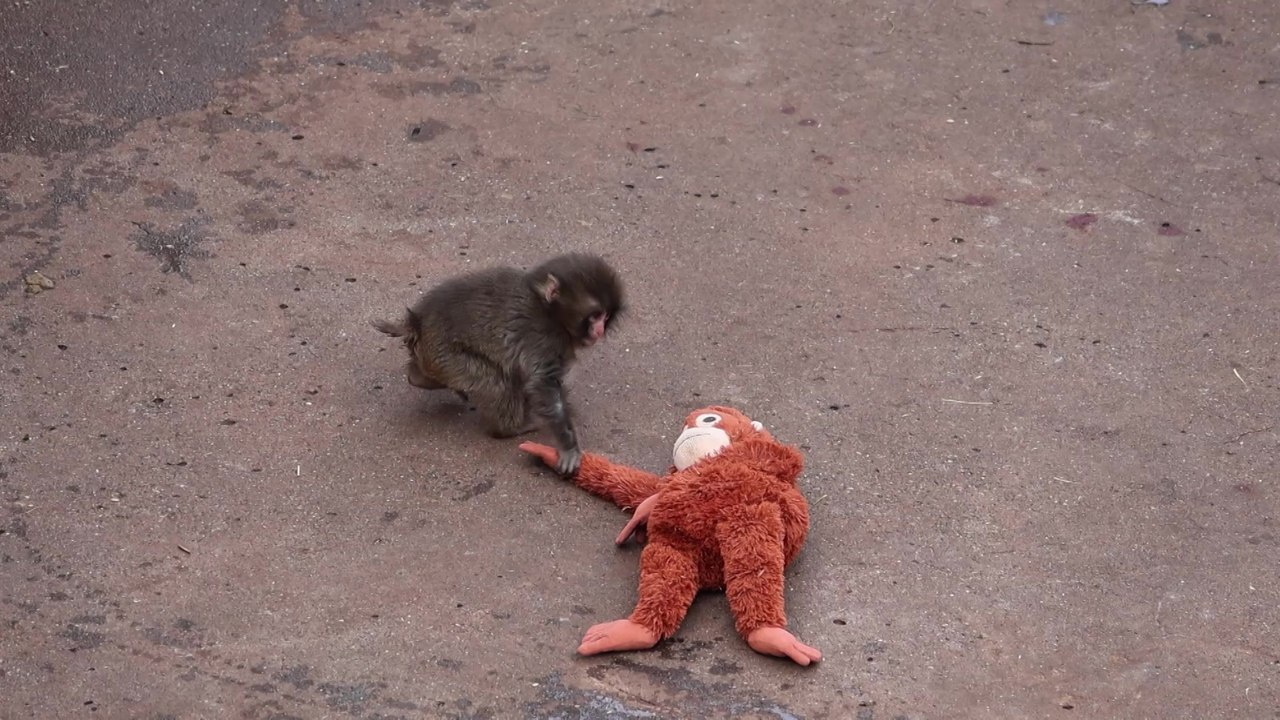 Conocé a Punch, el mono macaco que se volvió viral por aferrarse a un peluche.