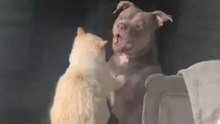Dramatic cat grabs a dog's snout to give her a little kiss