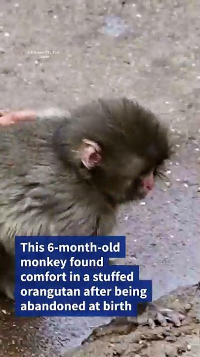 Découvrez les images touchantes d'un bébé macaque abandonné par sa mère à la naissance, et qui a trouvé réconfort auprès d'une peluche au zoo d'Ichikawa, à côté de Tokyo