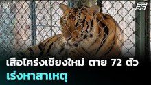 เสือโคร่งเชียงใหม่ ตาย 72 ตัวเร่งหาสาเหตุ | เรื่องใหญ่ Live Talk | 20 ก.พ. 69
