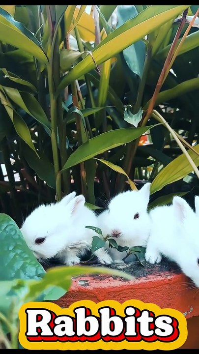 Rabbits – The Gentle Hoppers of the Meadow 🐇🌸🌿