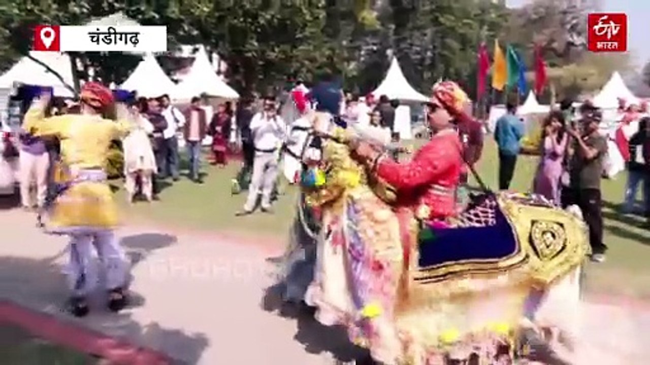 चंडीगढ़ में रोज फेस्टिवल का आगाज, हेलीकॉप्टर राइड से दोगुना होगा मजा, 800 से ज्यादा गुलाब की किस्मों से महका गार्डन