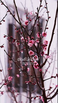 🔥 Surah Al-Muddasir (74:53–56) — سورة المدثر ✨ Guidance Is a Choice… and a Mercy 🤍📖 #love #Quran #Viral #shorts #trending #YouTubeShorts #fyp #short #SurahAlMuddaththir #Reminder #Hidayah #IslamicReminder