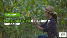 Maíz: raíz viva de saber y sanación