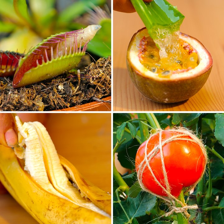 Easy gardening hacks to make your plants grow and blossom!