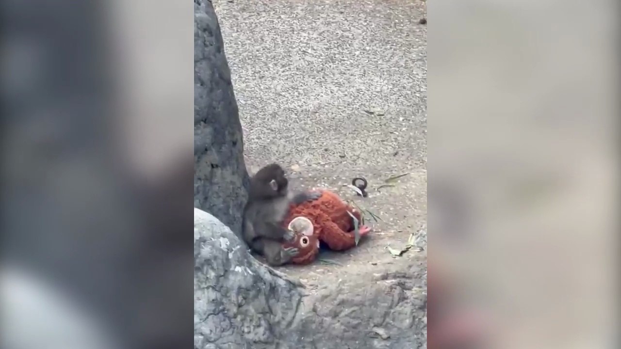 Punch il macaco rifiutato dalla mamma che cresce con un peluche dell'ikea