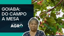 Safra da goiaba: como está a produção e o abastecimento | Hora H do Agro
