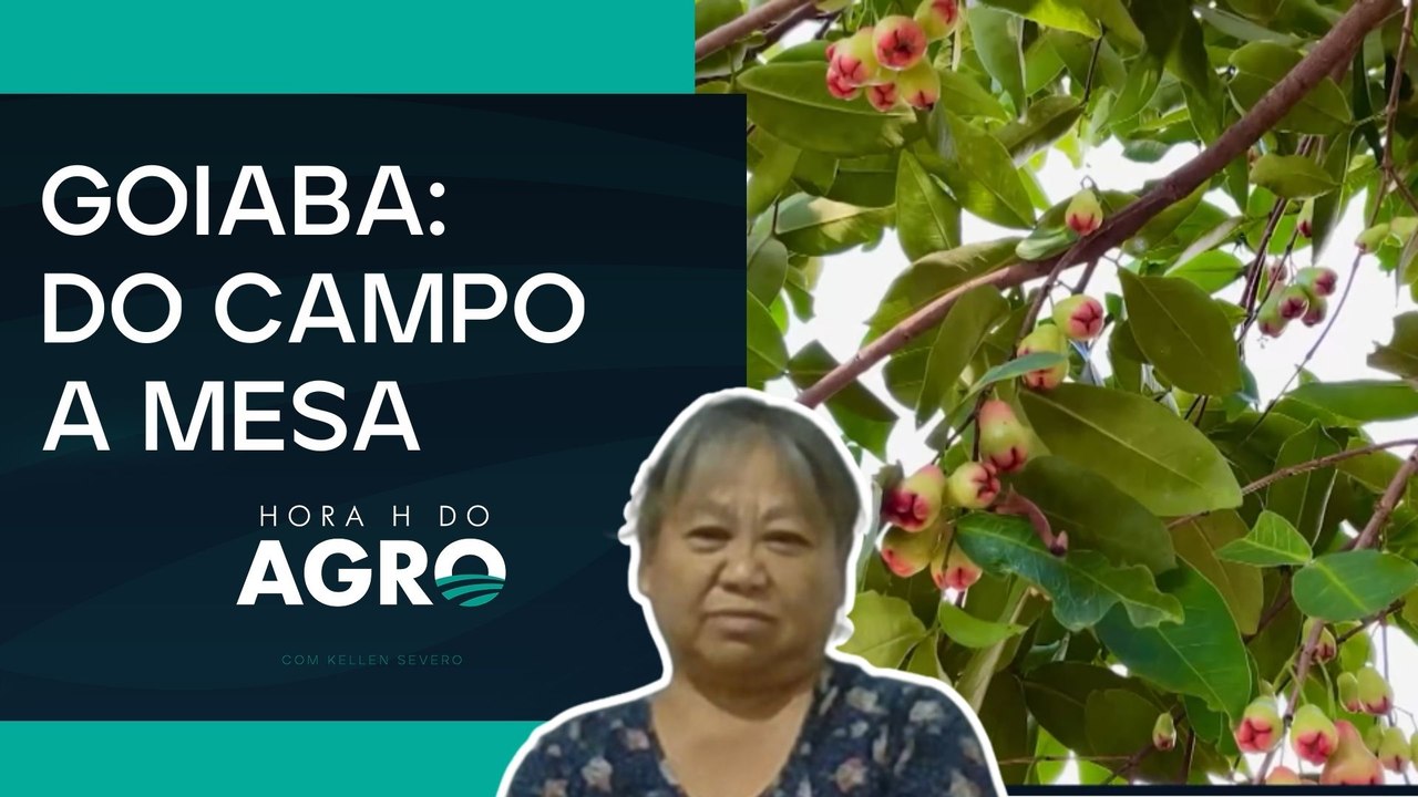 Safra da goiaba: como está a produção e o abast...