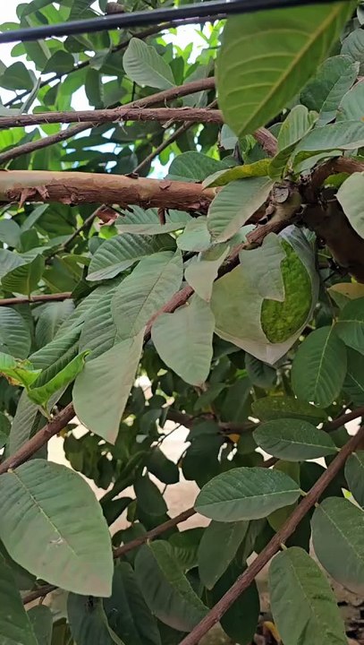 Goiaba gigante de 1,4 kg impressiona e vira lanche para 20 pessoas