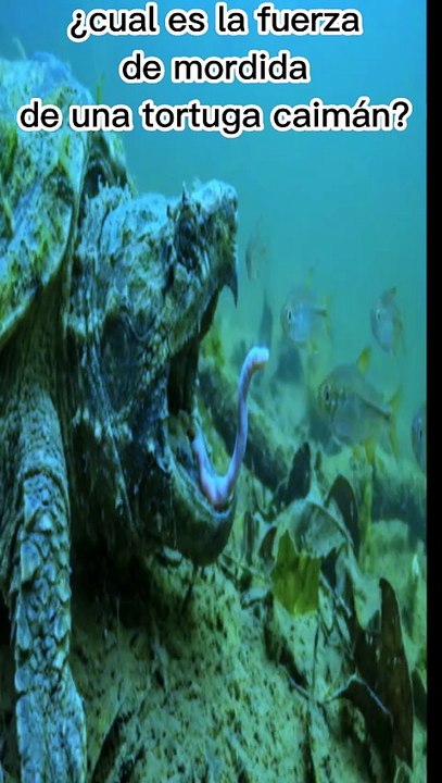 Conozcamos la fuerza de la tortuga caiman