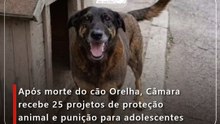 Após morte do cão Orelha, Câmara recebe 25 projetos de proteção animal e punição para adolescentes