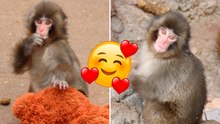 Punch, el mono rescatado que conquista redes tras encariñarse con un peluche