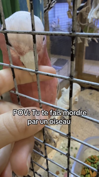 Un oiseau me mord 💀