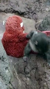 Filhote de macaco solitário se apega a bicho de pelúcia em zoo do Japão