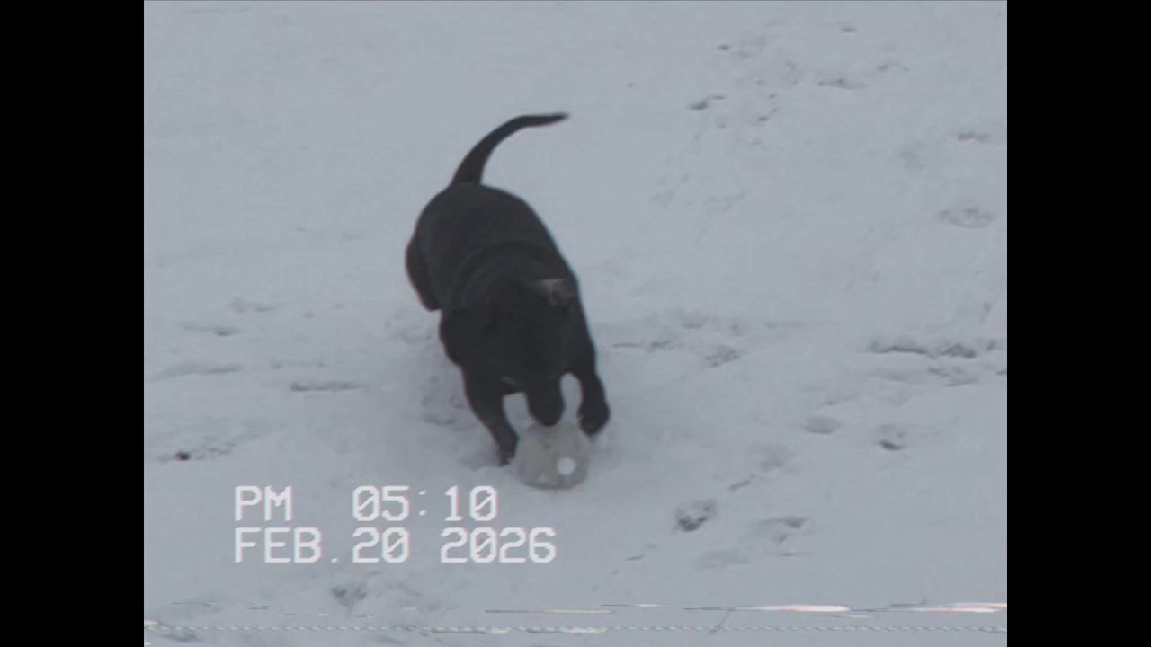 playing with my dog