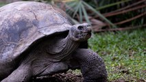 Tortugas gigantes vuelven a caminar en isla de las Galápagos por primera vez en 180 años