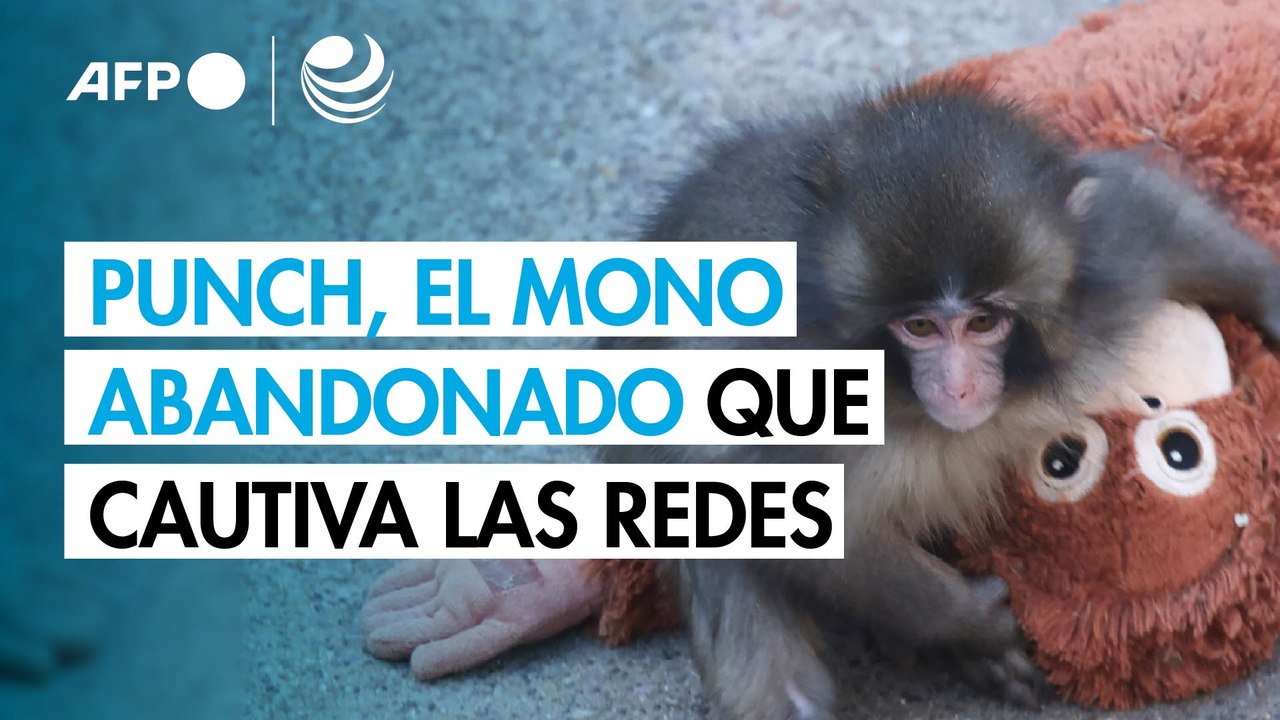 Punch, el mono abandonado y su peluche que conquistan las redes sociales en Japón