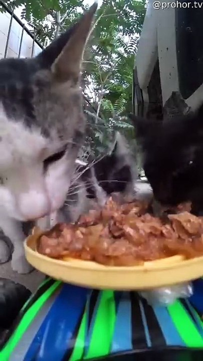 Cat Meals On RC Wheels