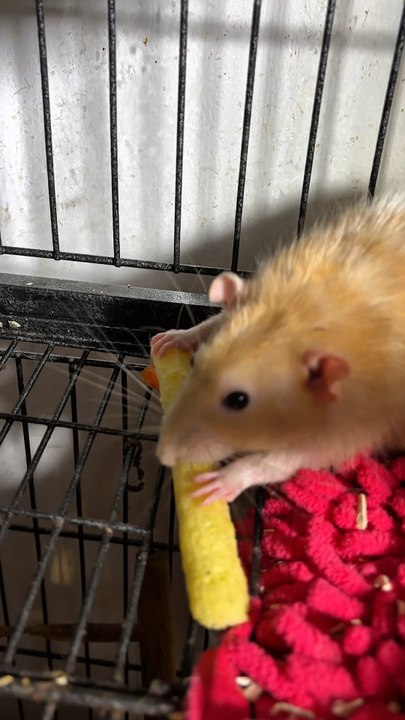 Mon rat fait de la musique 😂