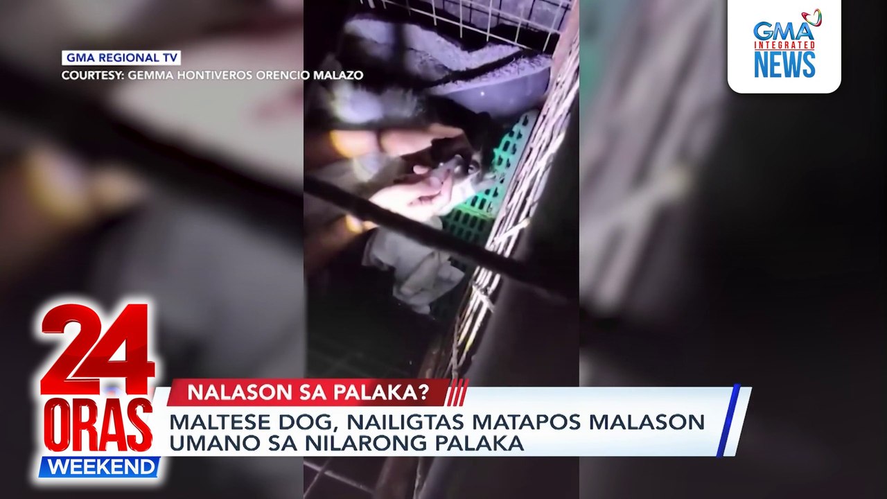 Online Exclusive: Maltese dog, nailigtas matapos malason umano sa nilarong palaka | 24 Oras Weekend