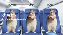 A classic vacation #meme #catmeme #fyp #viral #relatable #pov #fypシ゚viral #relatablepov #cat #catpov