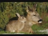 Bambi et Panpan