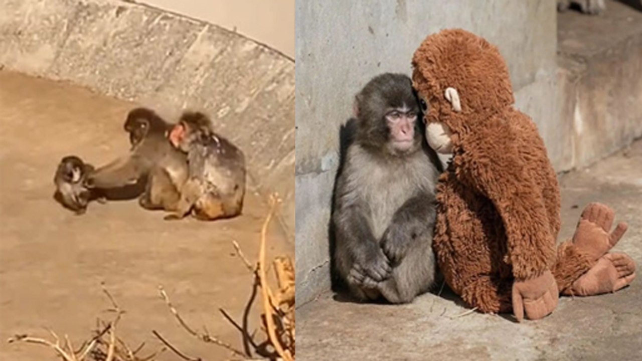 Japanese Zoo में मां से बिछड़े Baby Monkey Punch की कहानी देखकर Social Media पर क्यों रो पड़े लोग