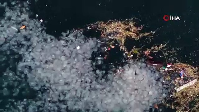İstanbul Boğazı’nda kirlilik alarmı! Kandilli açıklarında denizanası yoğunluğu