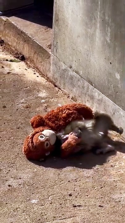 Viral monkey 🐒 baby