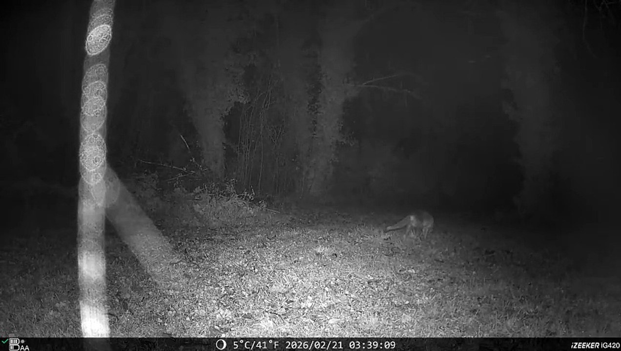 Mister Renard