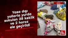 Şırnak'ta yasa dışı yollarla yurda sokulan 38 keklik ve 2 horoz ele geçirildi
